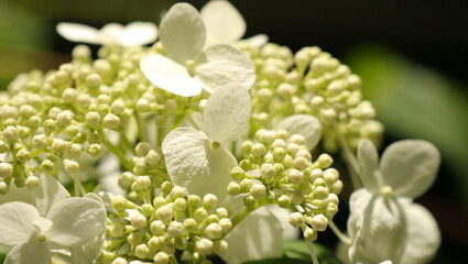 自然、公園、森、水辺、夏、紫陽花
