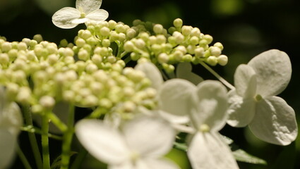 自然、公園、森、水辺、夏、紫陽花