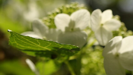 自然、公園、森、水辺、夏、紫陽花