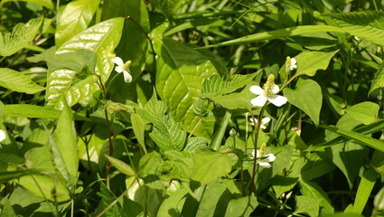 自然、公園、森、水辺、夏、紫陽花