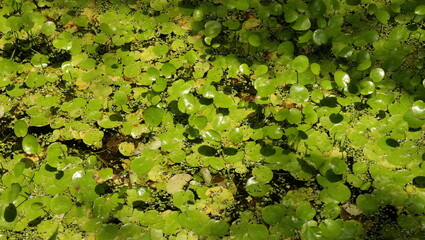 森、夏、自然公園、虫