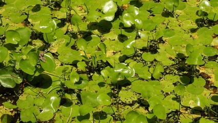 森、夏、自然公園、虫