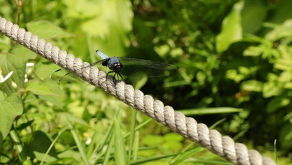 森、夏、自然公園、虫