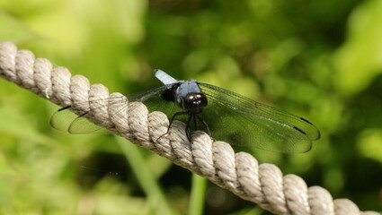 森、夏、自然公園、虫