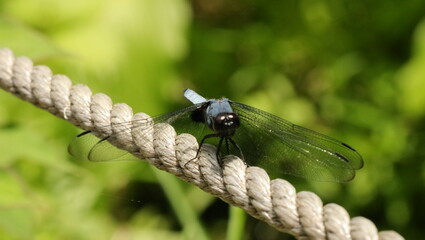 森、夏、自然公園、虫
