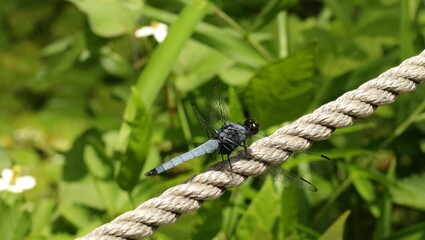 森、夏、自然公園、虫