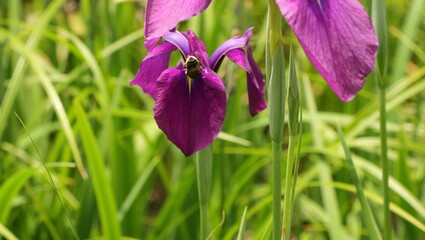 森、夏、自然公園、虫