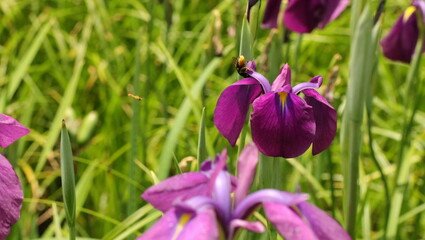 森、夏、自然公園、虫
