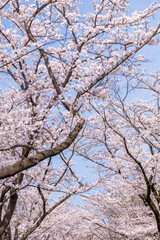 ピンク色が綺麗な満開の桜の花