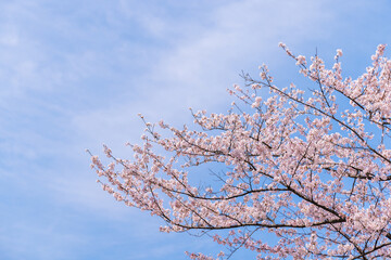Fototapety  ピンク色が綺麗な満開の桜の花