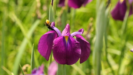 森、夏、自然公園、虫