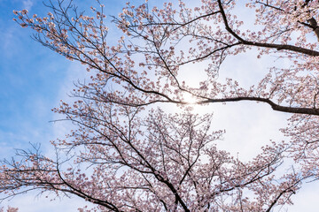 ピンク色が綺麗な満開の桜の花
