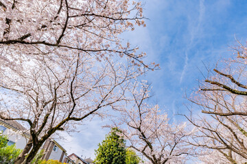 ピンク色が綺麗な満開の桜の花