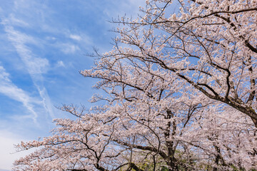 ピンク色が綺麗な満開の桜の花