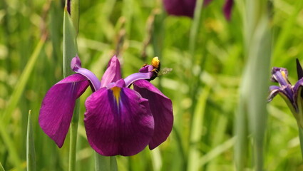 森、夏、自然公園、虫
