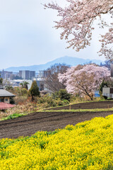 Fototapeta premium 満開の桜と菜の花
