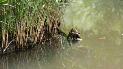 森、夏、自然公園、虫