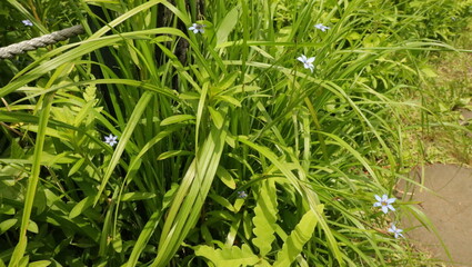 森、夏、自然公園、虫