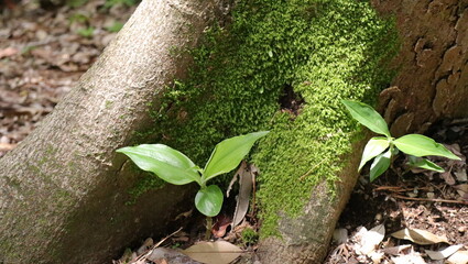 森、夏、自然公園、虫