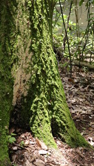 森、夏、自然公園、虫