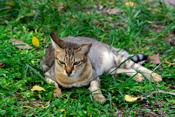 Obraz premium cat on grass