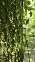 森、夏、自然公園、虫