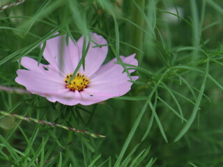 Pale Flower
