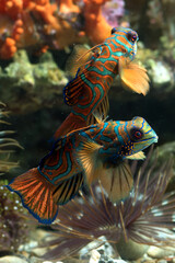 Mandarin fishes fighting 