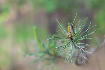 Spider Web, pine branch with needles Selective focus, close up