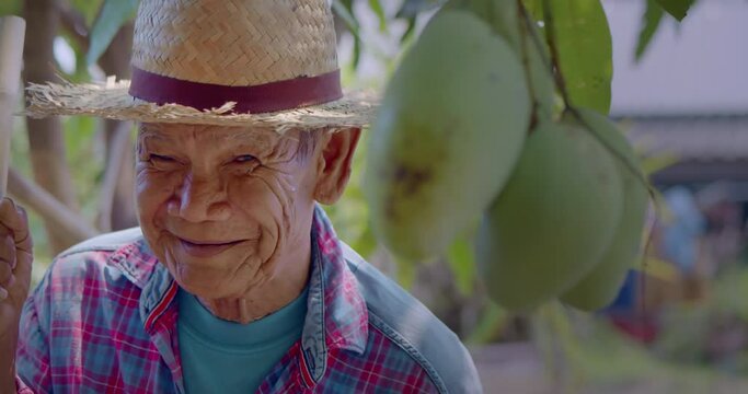 Happy smiling male farmer who is an elderly Asian native, holding a hoe to peck the grass in a mango orchard that are fruiting and it is almost time to harvest.