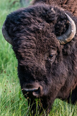 Wild bison in yellowstone