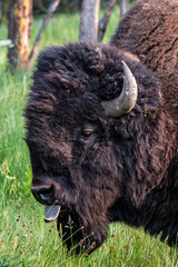 Wild bison in yellowstone