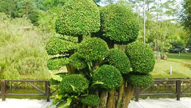 Scenic view of the Streblus Asper trees in the garden.
