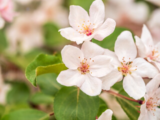 Fresh pink flowers of a blossoming apple tree with blured background