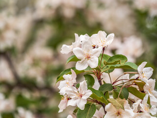 Fresh pink flowers of a blossoming apple tree with blured background