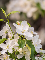 White blossoming apple trees. White apple tree flowers