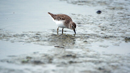 Semipalmated sandpiper (Calidris pusilla) wading in a mud flat at La Segua Wetlands in Manabi, Ecuador
