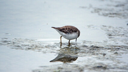 Semipalmated sandpiper (Calidris pusilla) wading in a mud flat at La Segua Wetlands in Manabi, Ecuador