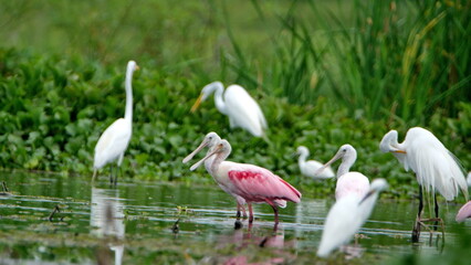 Roseate spoonbills (Platalea ajaja) wading in shallow water at La Segua Wetlands in Manabi, Ecuador