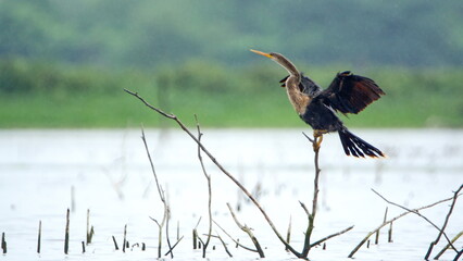 Neotropic Cormorant (Phalacrocorax brasilianus) perched on a stick with its wings extended at La Segua Wetlands in Manabi, Ecuador