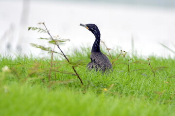 Neotropic Cormorant (Phalacrocorax brasilianus) in the grass at La Segua Wetlands in Manabi, Ecuador