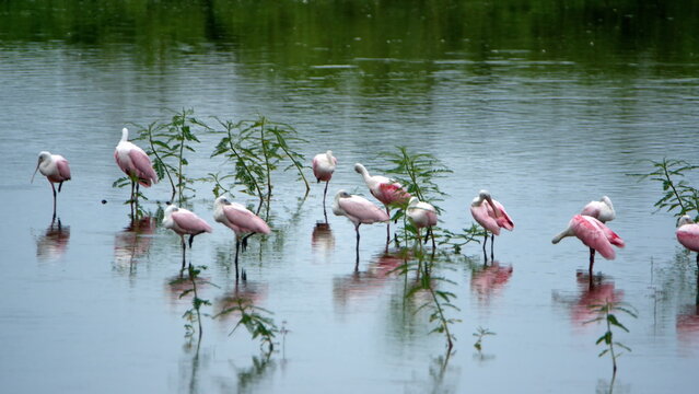 Flock of roseate spoonbills (Platalea ajaja) wading in shallow water at La Segua Wetlands in Manabi, Ecuador - Powered by Adobe