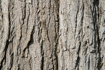 The texture of the bark of an old tree.