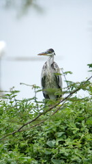 Cocoi heron (Ardea cocoi) perched in the bushes at La Segua Wetlands in Manabi, Ecuador