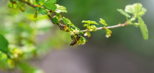 Bee and flower. Close-up of a striped bee collecting pollen on a green background. Summer and spring backgrounds. Banner