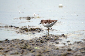 Semipalmated sandpiper (Calidris pusilla) wading in a mud flat at La Segua Wetlands in Manabi, Ecuador