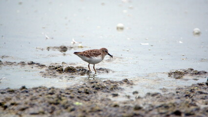 Semipalmated sandpiper (Calidris pusilla) wading in a mud flat at La Segua Wetlands in Manabi, Ecuador