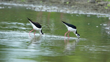 Black-necked stilts (Himantopus mexicanus) foraging in shallow water at La Segua Wetlands in Manabi, Ecuador