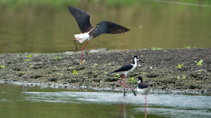 Black-necked stilts (Himantopus mexicanus) performing a mating performance at La Segua Wetlands in Manabi, Ecuador