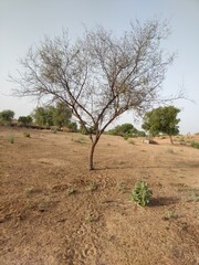 tree in the desert